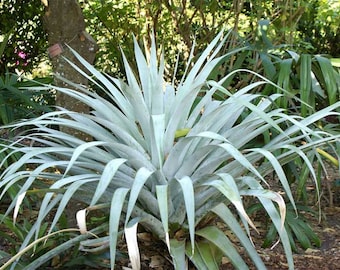 Alcantarea Odorata Bromeliad 7 Gallon