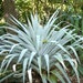 see more listings in the Bromelien section