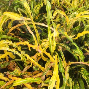 Codiaeum variegatum - Croton Dreadlock - Live Plant
