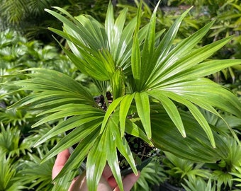 Livistona rotundifolia - Roundleaf Fan Palm - Grown in a 6" Pot