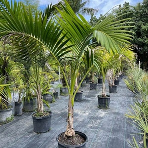 Carpoxylon macrospermum Aneityum Palm Carpoxylon Palm Elegant Palm Grown in a 15 Gallon Pot image 1