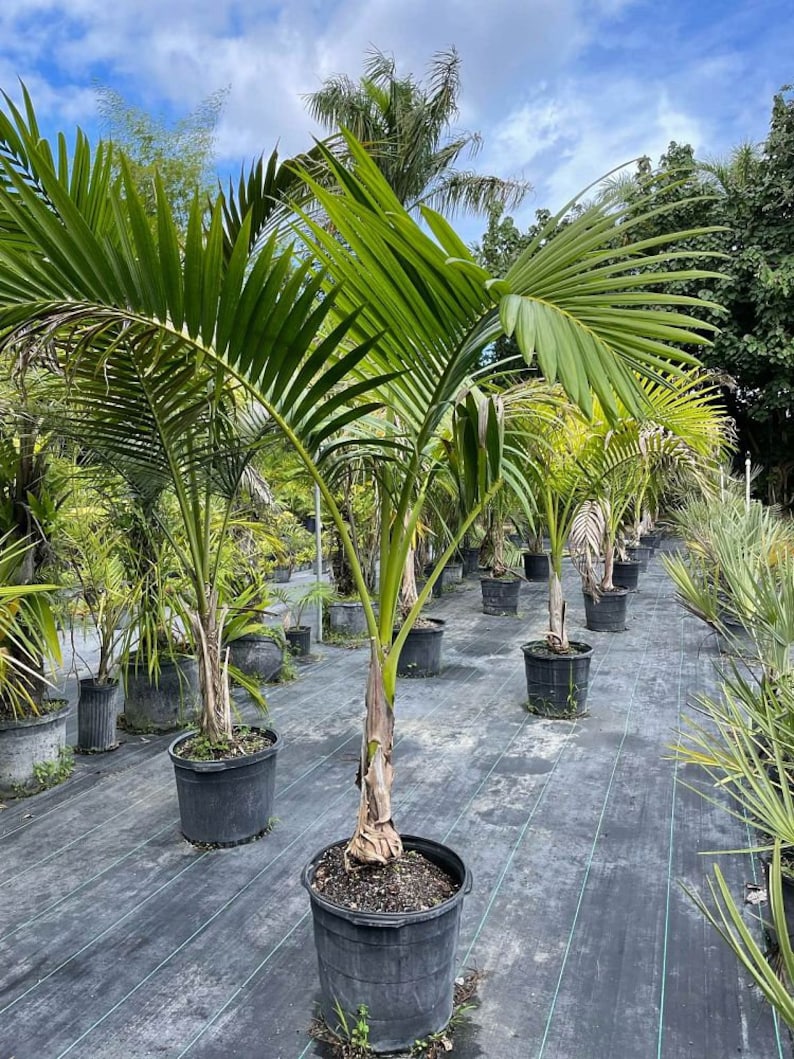 Carpoxylon macrospermum Aneityum Palm Carpoxylon Palm Elegant Palm Grown in a 15 Gallon Pot image 1