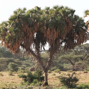 Hyphaene compressa - Doum Palm - Grown in a 3 Gallon Pot