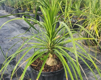 Ponytail Palm - Beaucarnea recurvata - Grown in a 3 Gallon Pot - Live Plant