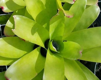 Neoregelia Compacta Bromeliad