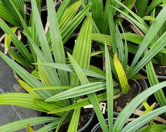 Acoelorrhaphe wrightii -  BLUE FORM - Paurotis Palm Grown in a 1 Gallon