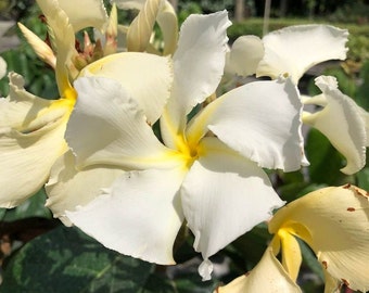 Chonemorpha penangensis Grown in a 6" Pot