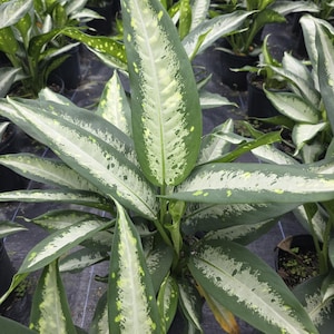 Dieffenbachia Panther - Dumbcane - Live Plant