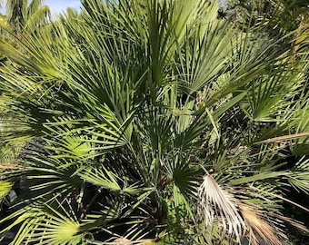 Chamaerops humilis - European Fan Palm -  Mediterranean Fan Palm Grown in a 2 Gallon Pot