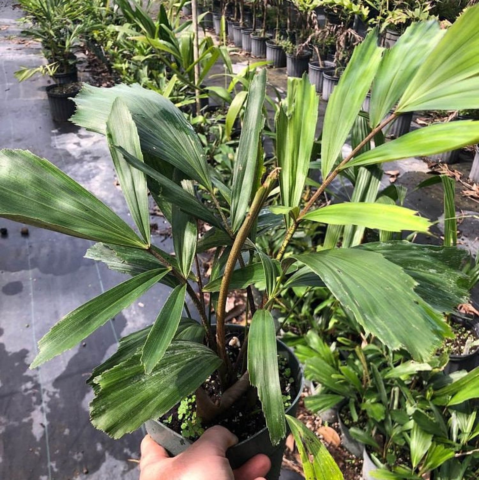 Arenga Engleri Dwarf Sugar Palm Formosa Palm 1 Gallon Etsy