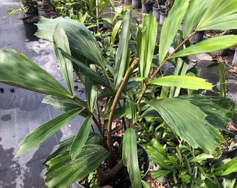 Arenga engleri - Dwarf Sugar Palm - Formosa Palm - 1 Gallon Pot