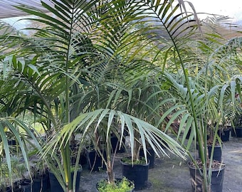 Kentia Palm - Howea forsteriana Grown in a 15 Gallon Pot