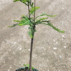 Bald Cypress (Taxodium distichum) Bonsai Start - Grown in a 4" Pot