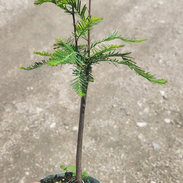 Bald Cypress (Taxodium distichum) Bonsai Start / Pre Bonsai - Grown in a 4" Pot