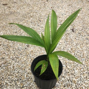 Satakentia liukiuensis Palm - Live Plant