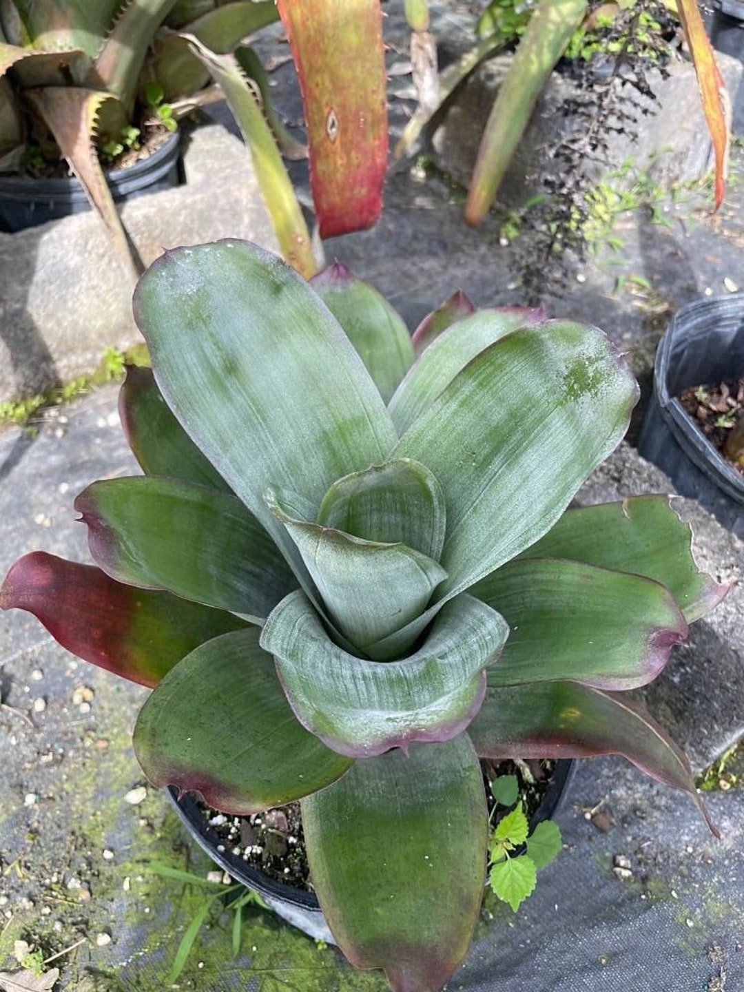 Bromeliad Aechmea Star of Linda - Live Plant - Etsy