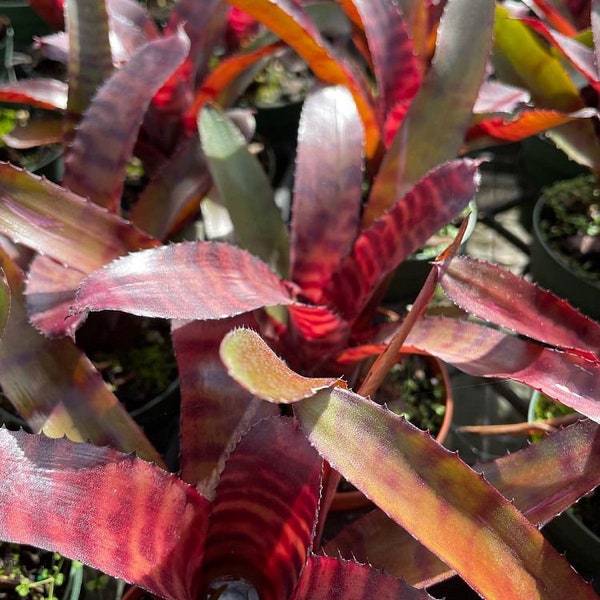 Neoregelia Red Tiger Bromeliad 4" Pot