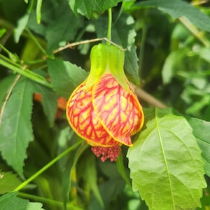 Abutilon Pictum - Flowering Maple - Live Plant