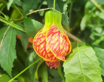 Abutilon Pictum Live Plant Grown in 3g Pot