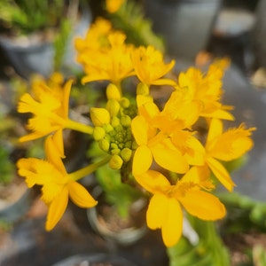 Epidendrum radicans Yellow image 2