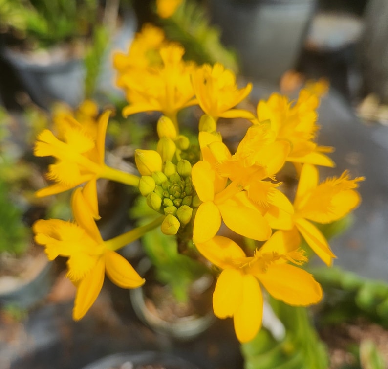 Epidendrum radicans Yellow image 2