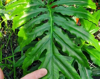 Alocasia brancifolia Serpentine Elephant Ear 6" Pot Live Plant