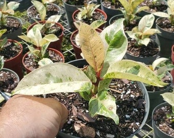 Ficus shiverana 6” Pot Variegated