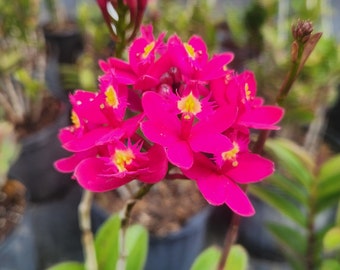 Epidendrum radicans - Fuscia - Pink