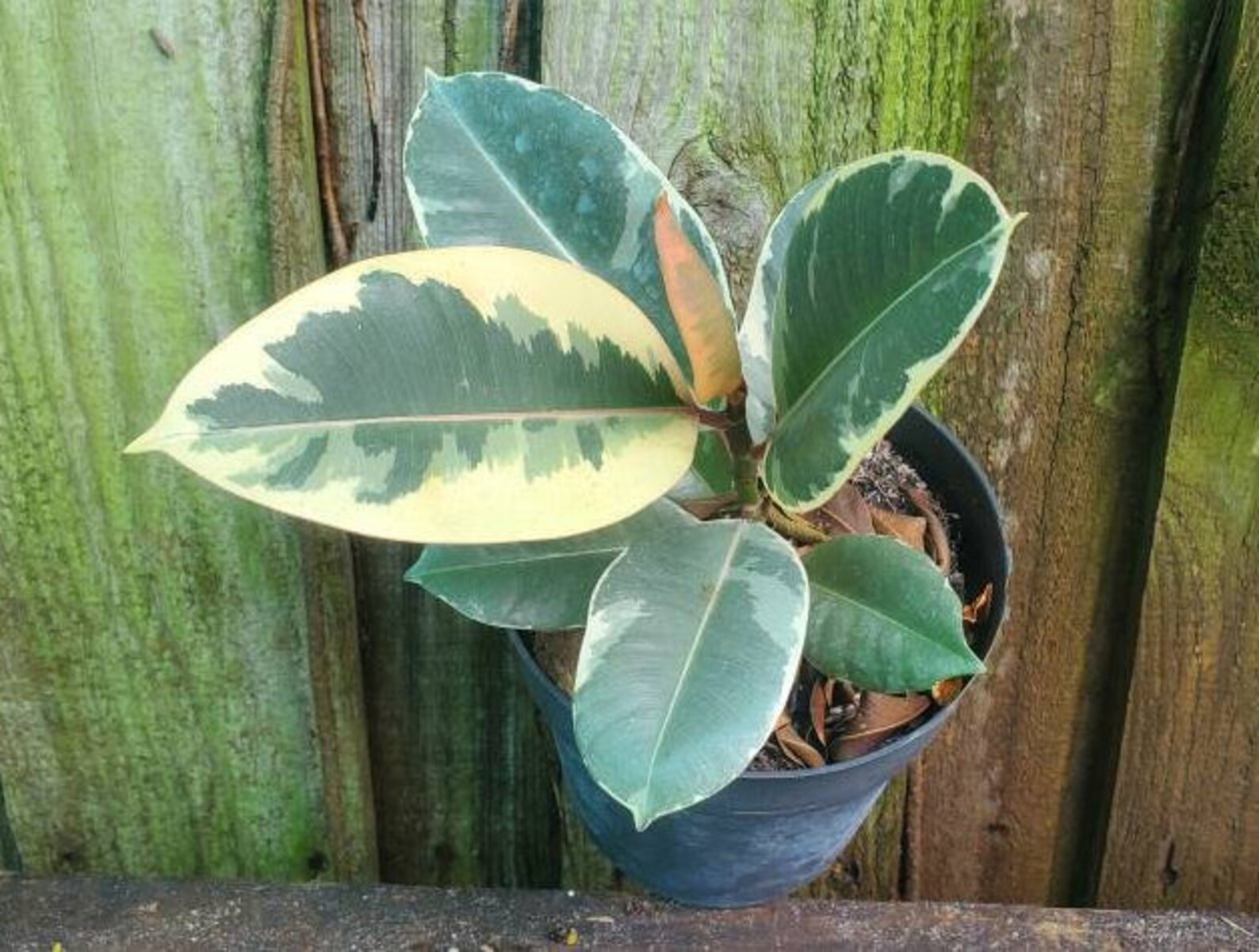 Ficus Elastica Tineke Rubber Tree Variegated Etsy