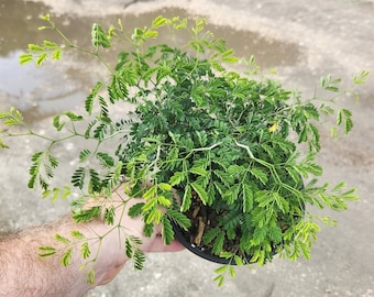 Brazilian Raintree Bonsai Start - Grown in a 6" Pot