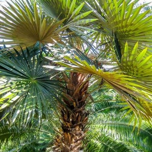 Coccothrinax crinita brevicrinis - Short Hair Old Man Palm - 3 Gallon Pot