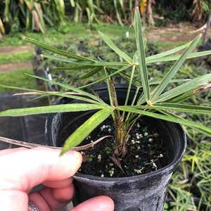 Coccothrinax crinita Palm - Old Man Palm - Live Plant