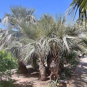 Brahea armata Palm - Blue Hesper Palm - Mexican Blue Palm - Live Plant