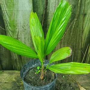 Licuala Grandis Palm Grown in a 1 Gallon Pot