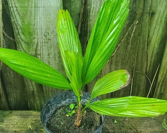 Licuala Grandis Palm Grown in a 1 Gallon Pot