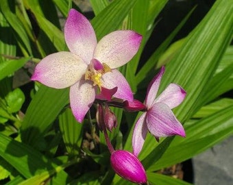 Spathoglottis Parsonsii Ground Orchid - 1 Gallon Pot