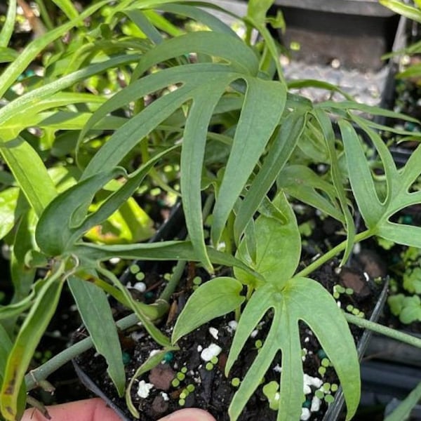 Amydrium zippelianum Grown in a 6" Pot