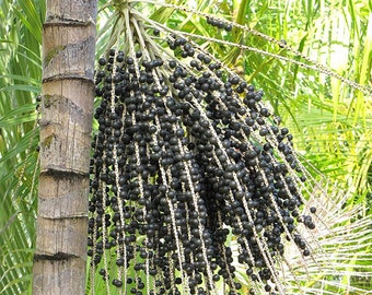 Euterpe oleracea - Assai Palm - Acai Palm - Grown in 3 Gallon Pot