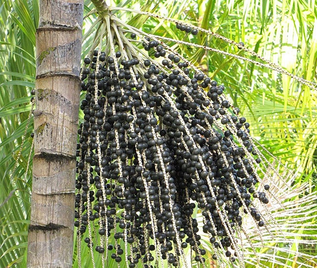 Euterpe oleracea Palm - Assai Palm - Acai Palm - Live Plant