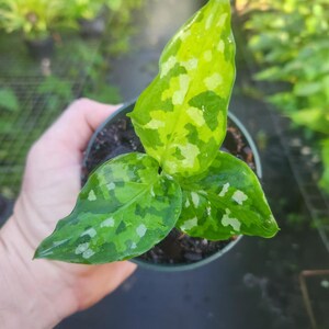 Aglaonema Tricolor - Etsy