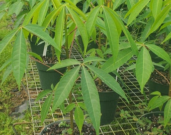 Ceiba pentandra - Kapok Tree - Grown in a Quart Pot