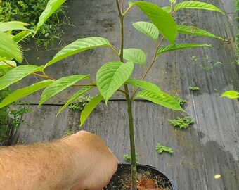 Cananga Odorata Ylang Ylang Live Plant Grown in a 4.5" Quart Pot