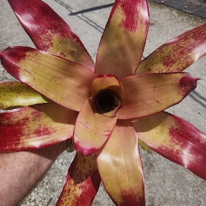 Bromeliad Neoregelia Tossed Salad - Live Plant