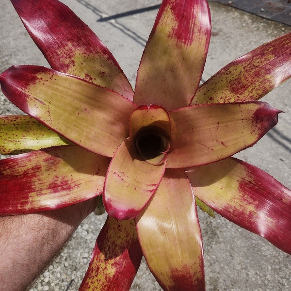 Bromeliad Neoregelia Tossed Salad