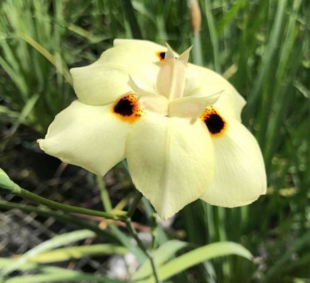 Dietes Bicolor Fortnight Lily Iris Bicolor Yellow Etsy