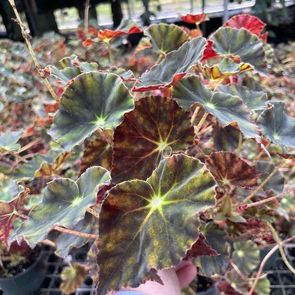 Begonia bowerae - Eyelash Begonia - Grown in a 4" Pot