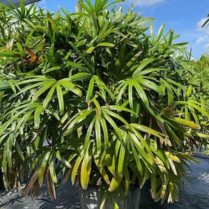 Rhapis Excelsa Palm - Lady Palm - Live Plant