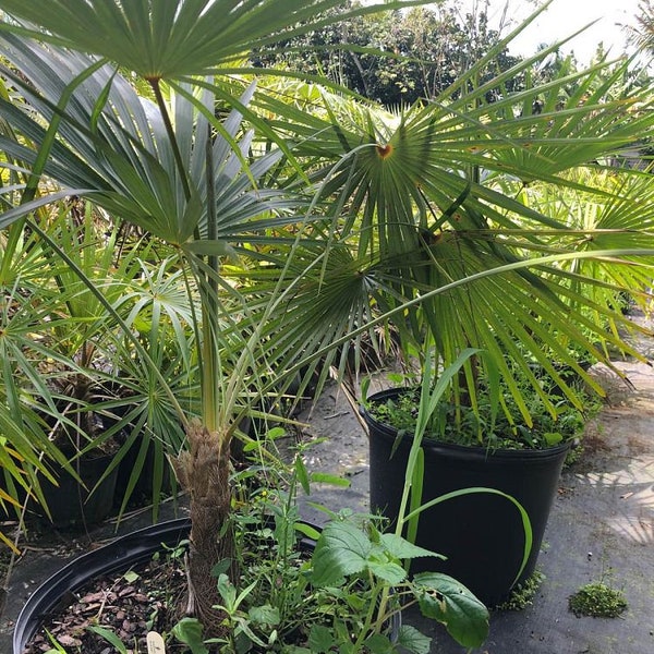 Coccothrinax barbadensis Grown in a 7 Gallon Pot