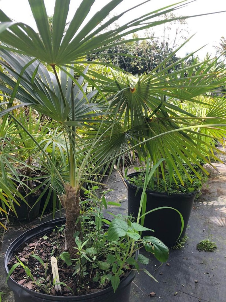 Coccothrinax barbadensis Grown in a 7 Gallon Pot image 1
