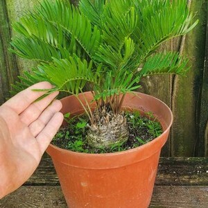 Coontie Palm Zamia Pumila Atala Butterfly Florida Native Cycad image 4